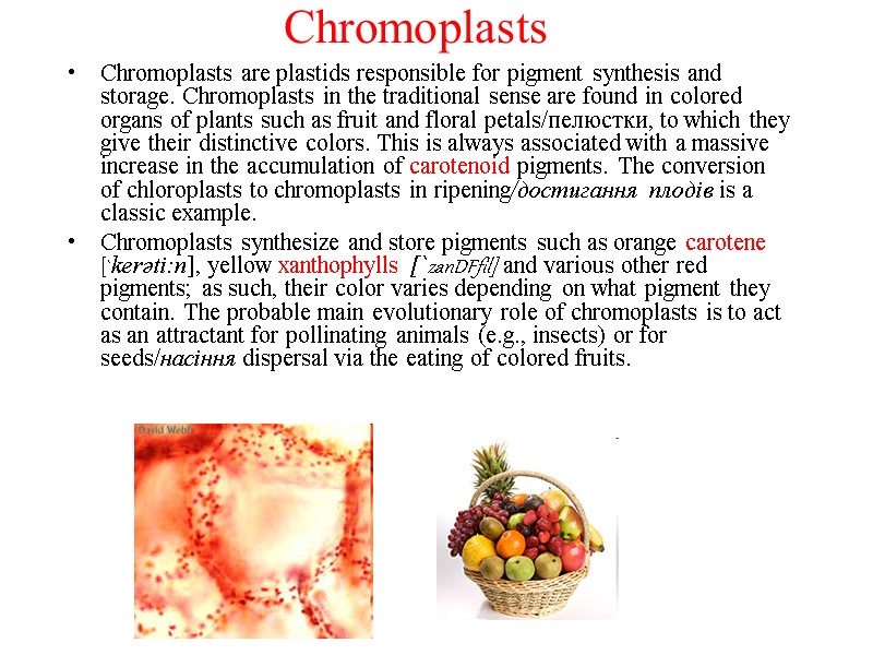 Chromoplasts Chromoplasts are plastids responsible for pigment synthesis and storage. Chromoplasts in the traditional